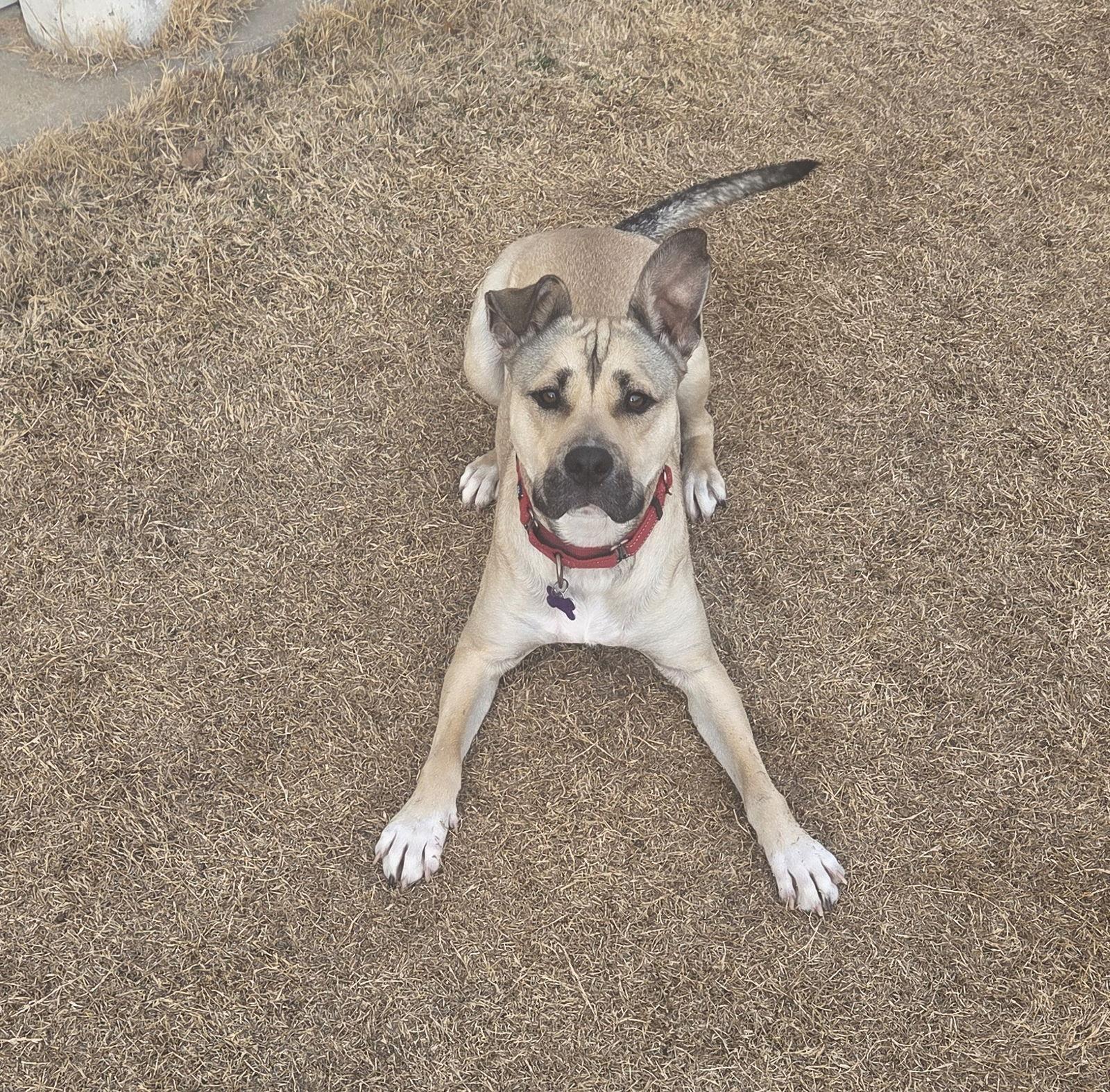 Enlarge Judd, a Adoptable German Shepherd Dog in St. Louis, MO image 3/3