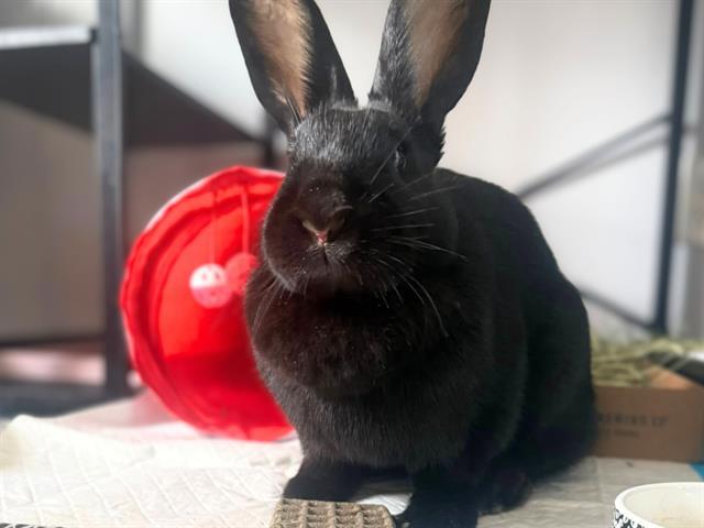 Enlarge JOYCE, a Adoptable Flemish Giant in Fort Wayne, IN image 1/1