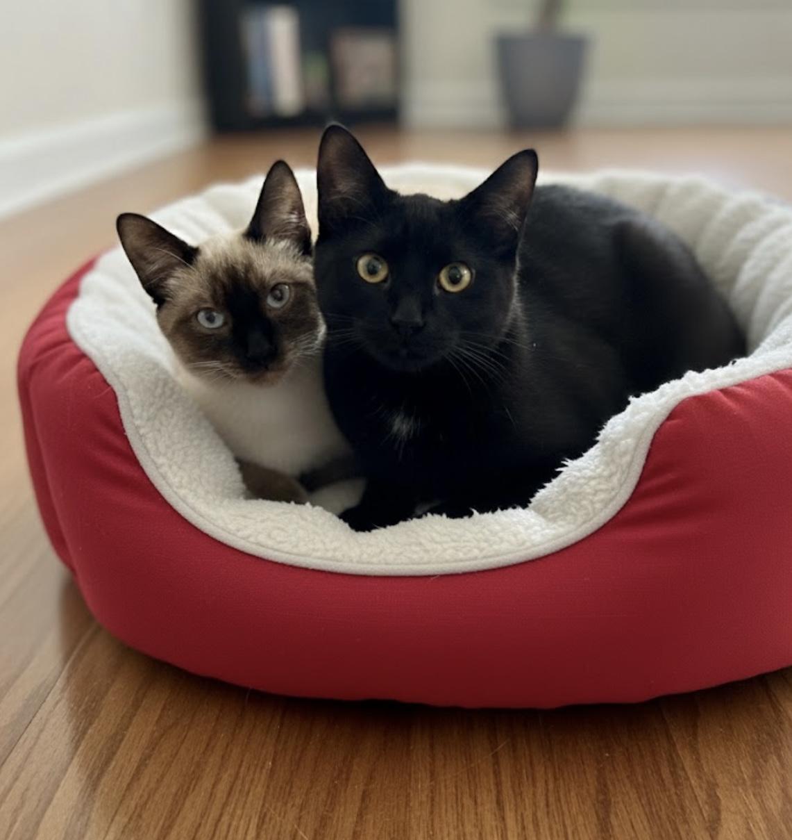 Sabrina & Sinatra, Adopted, Kitten Female Domestic Short Hair & Siamese.