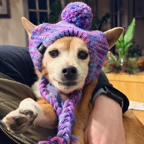 Sam, Adoptable, Senior Male Chihuahua.