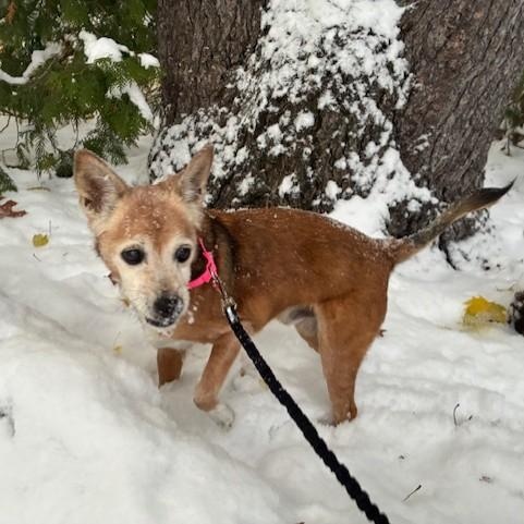 Sam, a Adoptable mixed breed in Williston, VT image 3/6