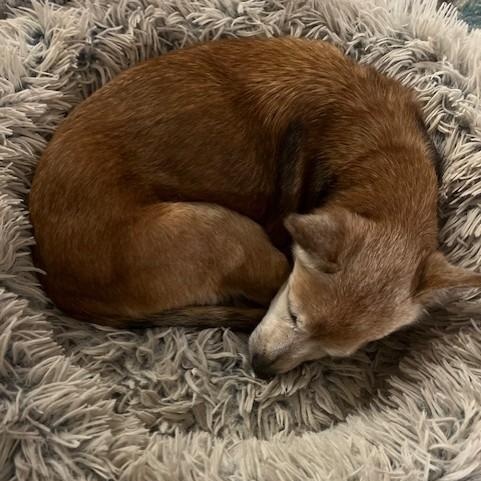 Sam, a Adoptable mixed breed in Williston, VT image 4/6