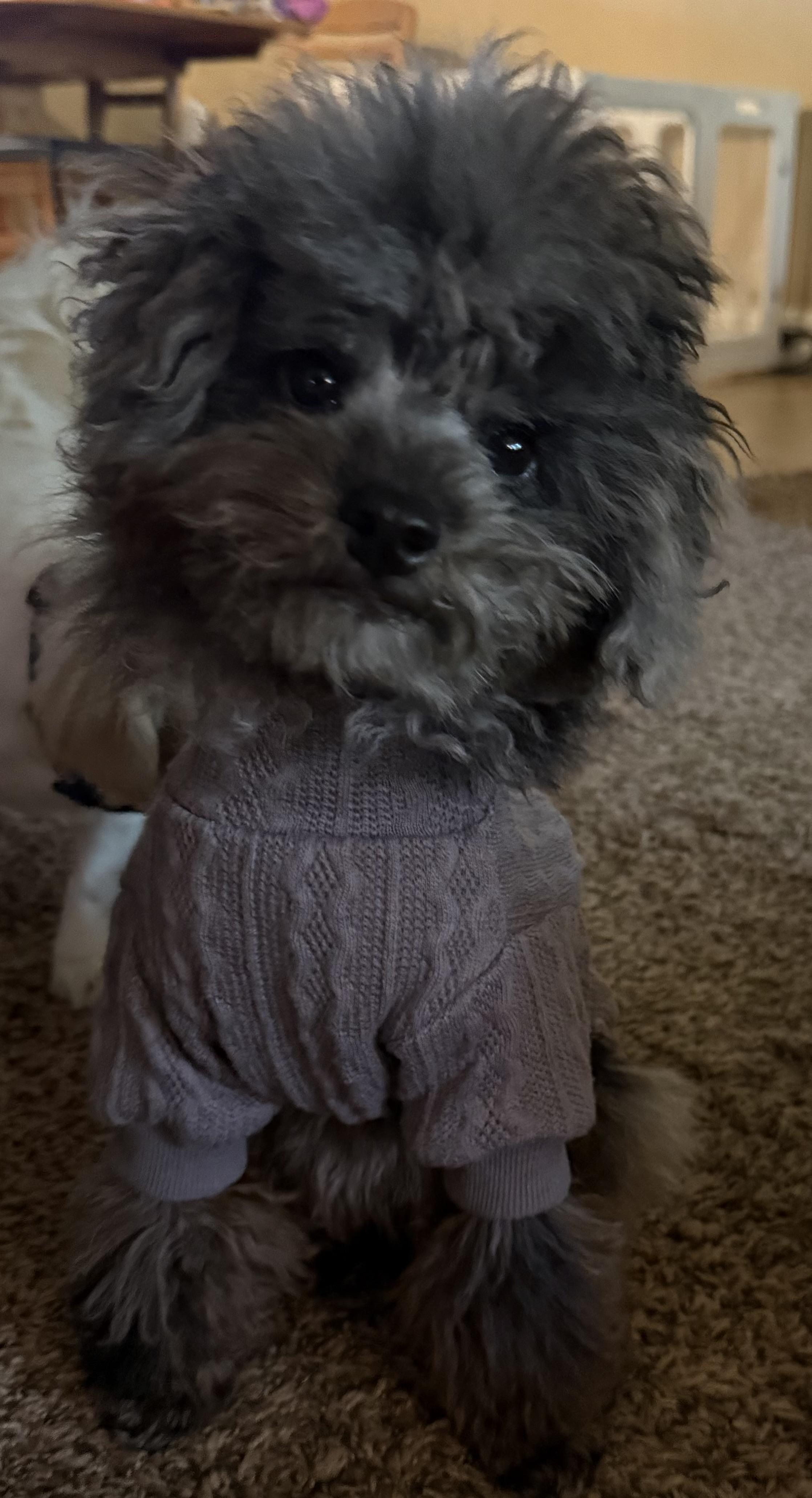 Tuff , Adoptable, Young Male Miniature Poodle.