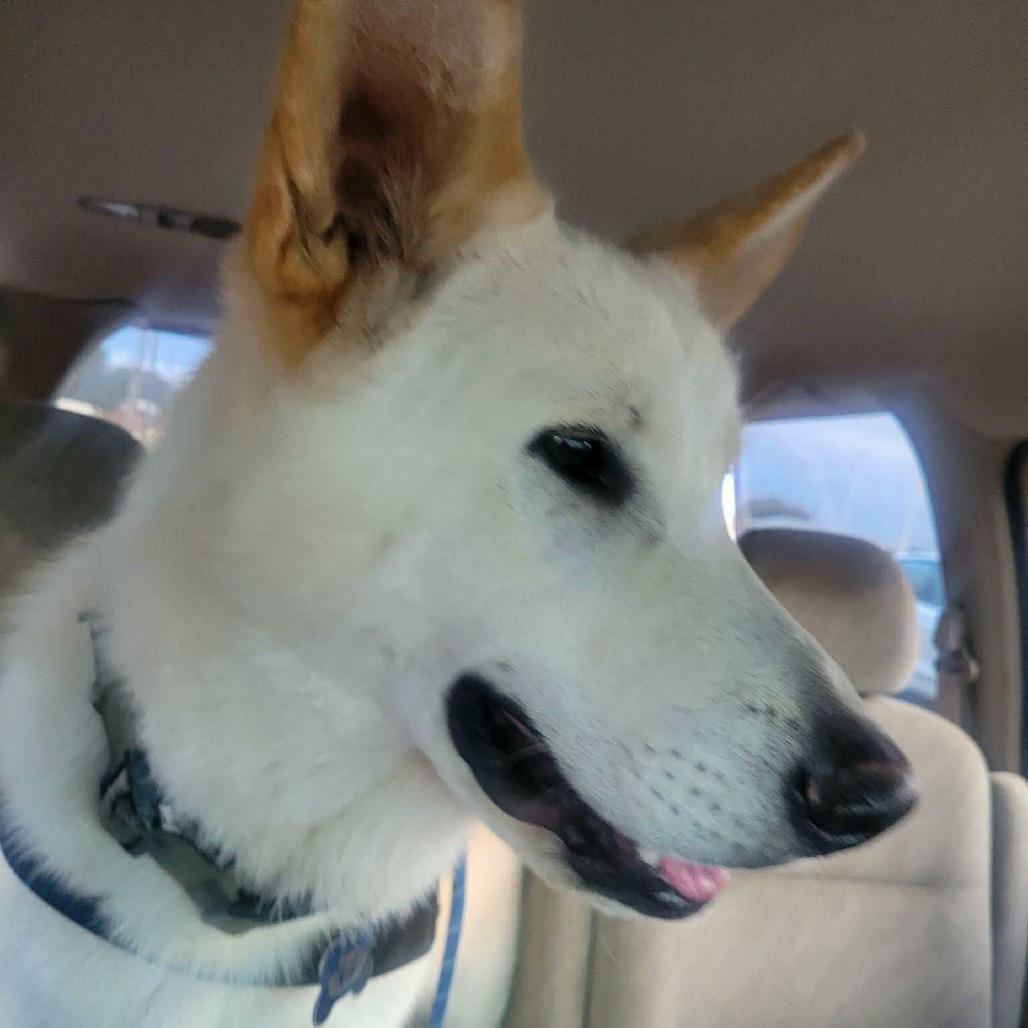 Spanky, Adoptable, Young Male Shepherd & Mixed Breed.