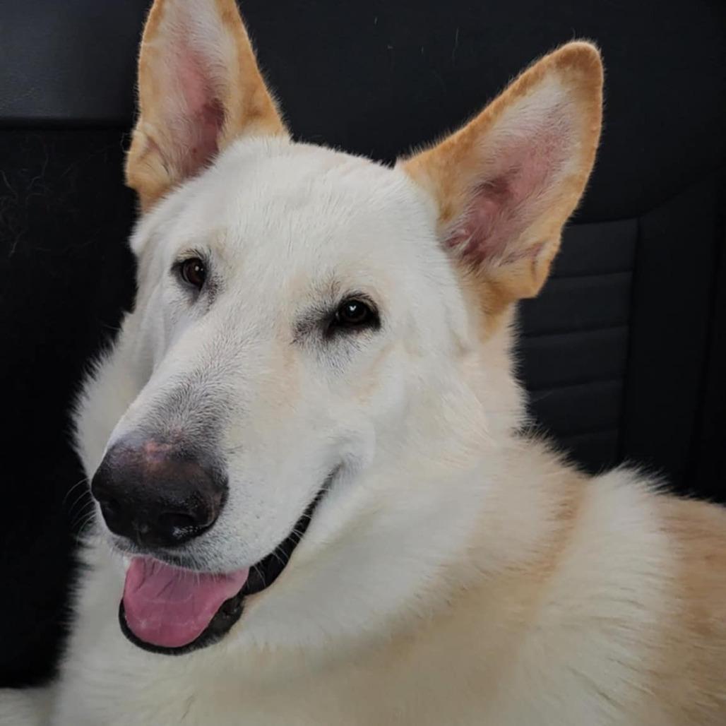 Enlarge Spanky, a Adoptable mixed breed in Boone, IA image 2/3