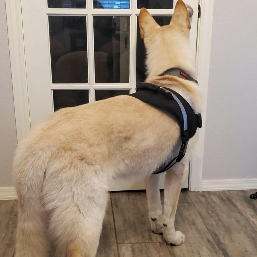 Enlarge Spanky, a Adoptable mixed breed in Boone, IA image 3/3