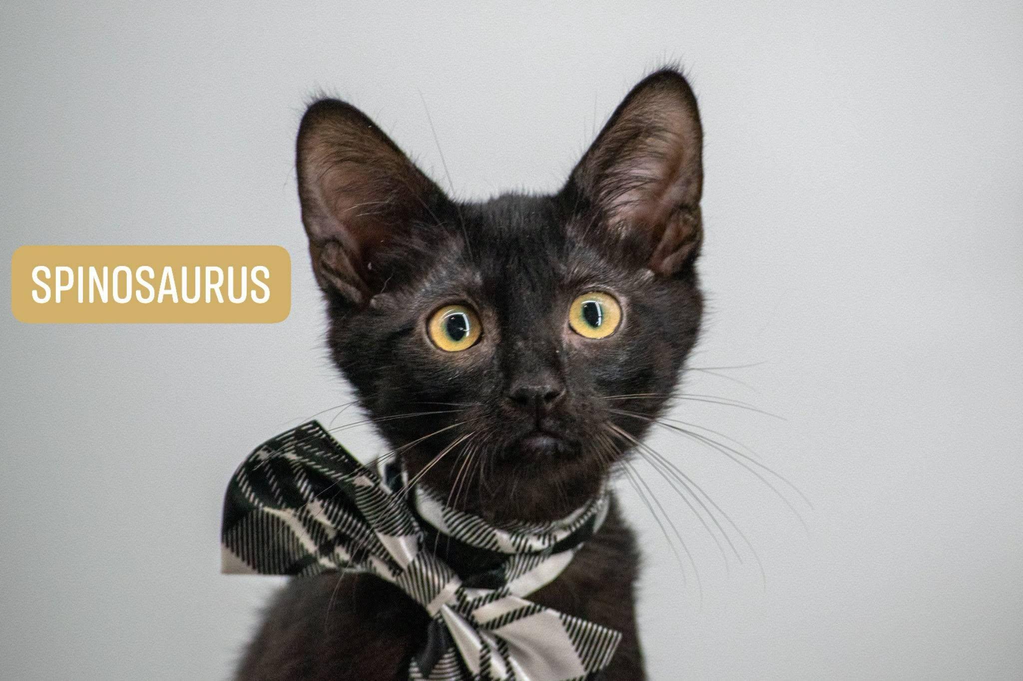 Spinosaurus, adoptable, Kitten Male Domestic Short Hair.