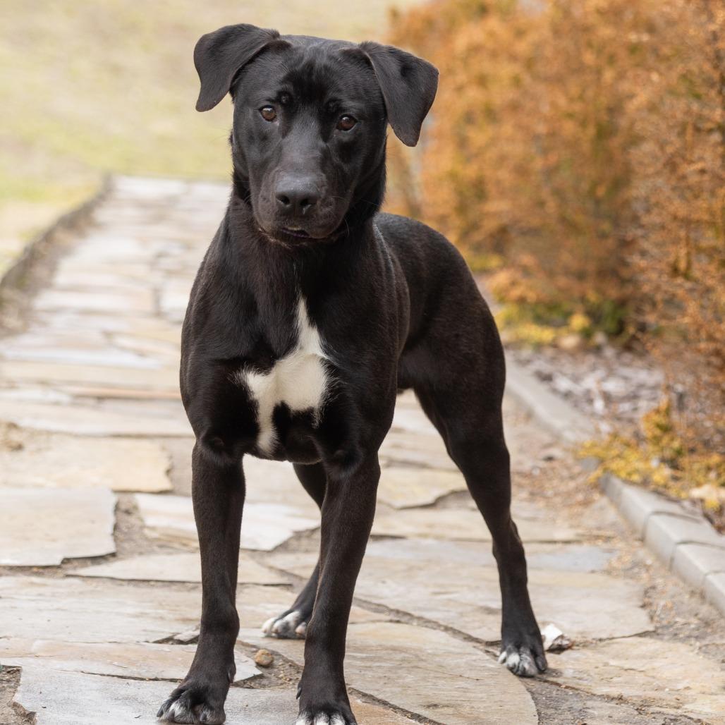 Billabong, ADOPTABLE, Adult Male Mixed Breed.