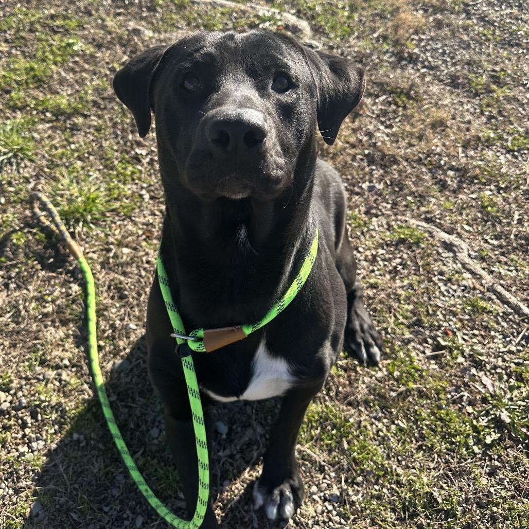 Billabong, ADOPTABLE, Adult Male Mixed Breed.