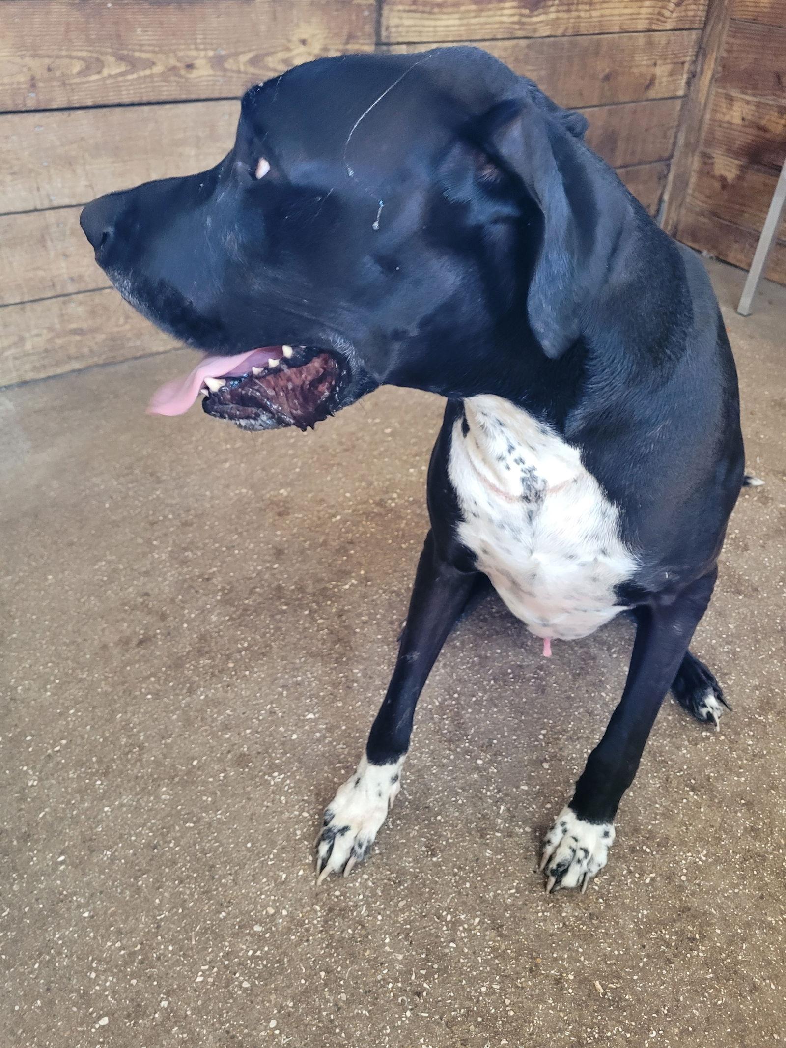Remi, Adoptable, Adult Male Great Dane.