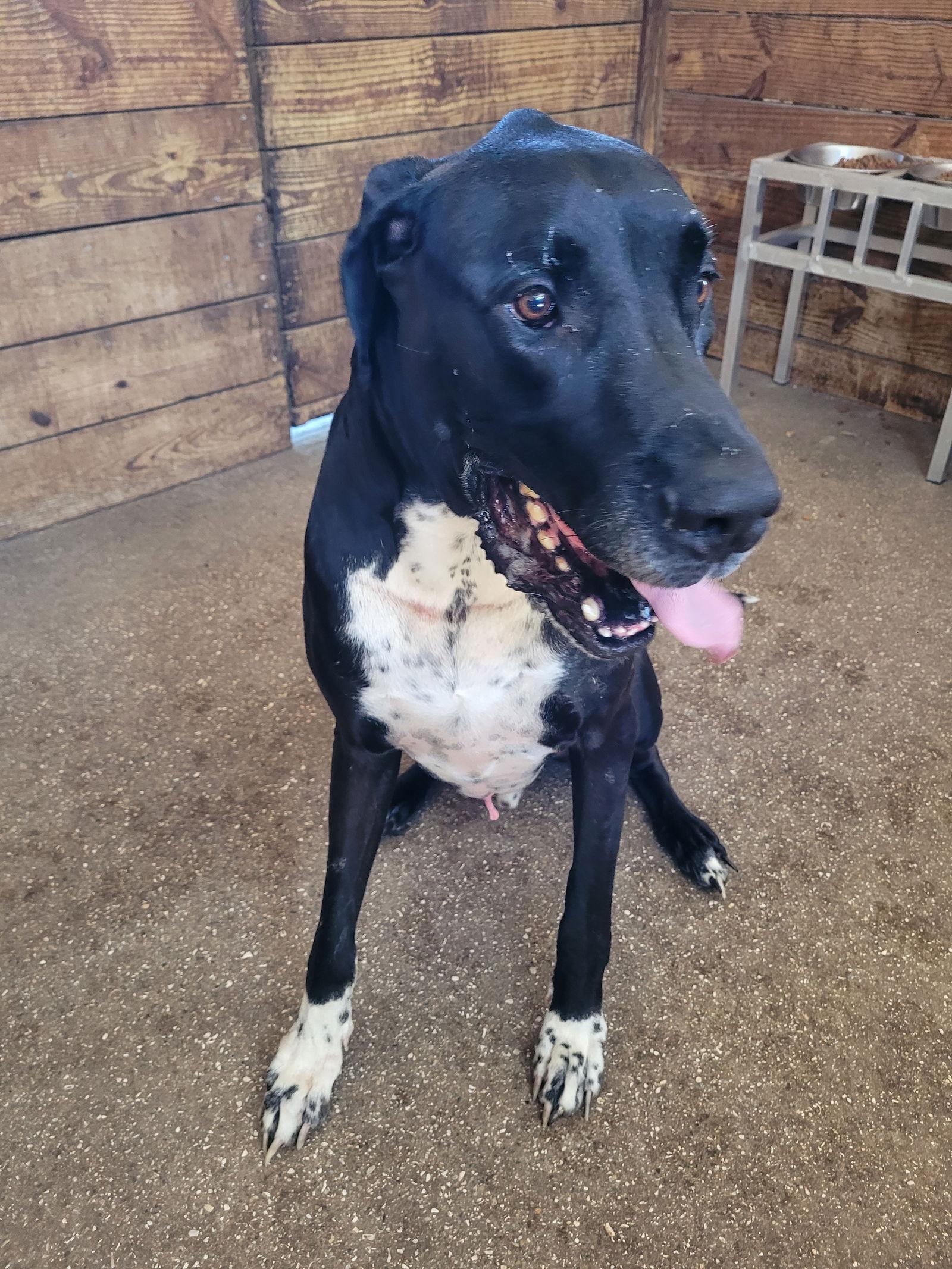 Enlarge Remi, a Adoptable Great Dane in Jupiter, FL image 2/3