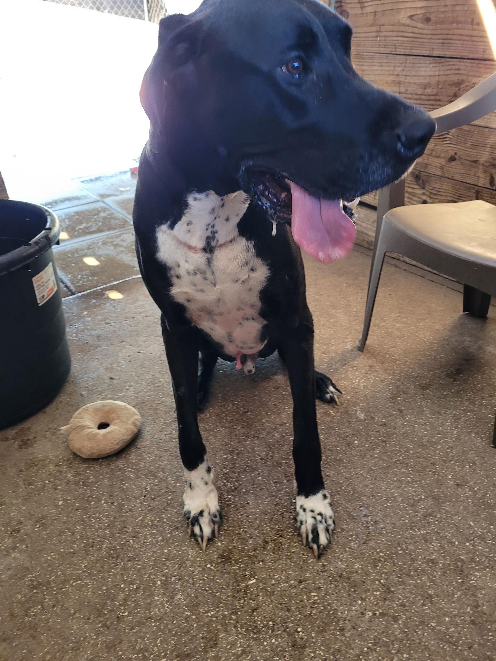 Enlarge Remi, a Adoptable Great Dane in Jupiter, FL image 3/3