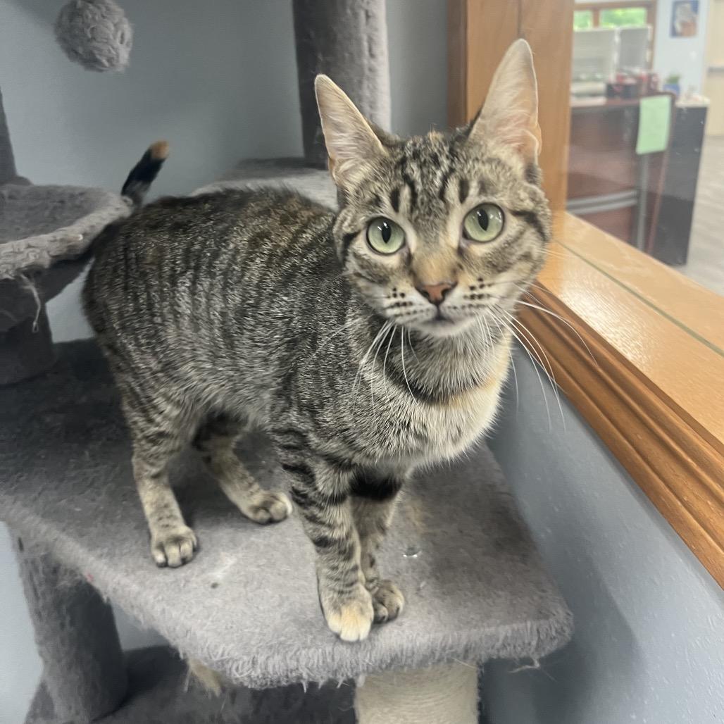 Willow, a ADOPTABLE Domestic Short Hair in Crookston, MN image 2/2