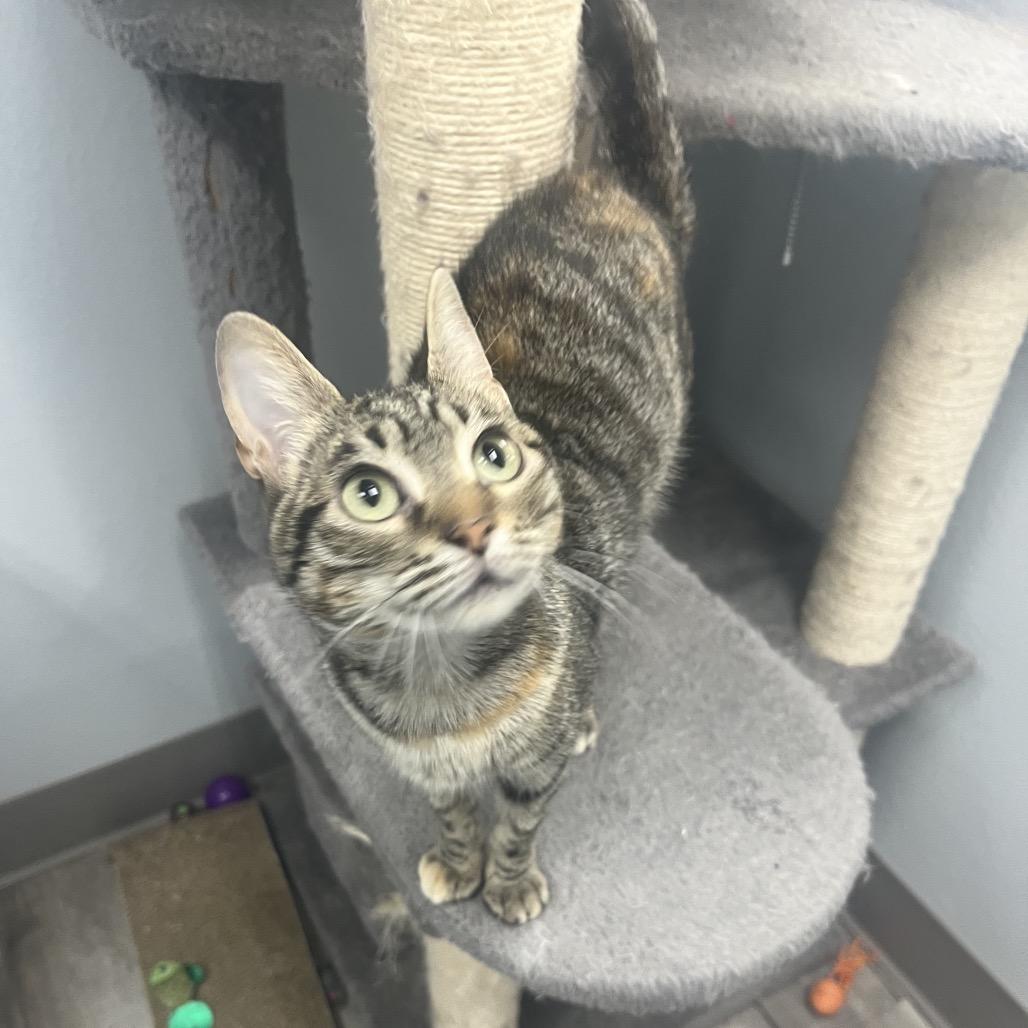 Willow, a ADOPTABLE Domestic Short Hair in Crookston, MN image 1/2