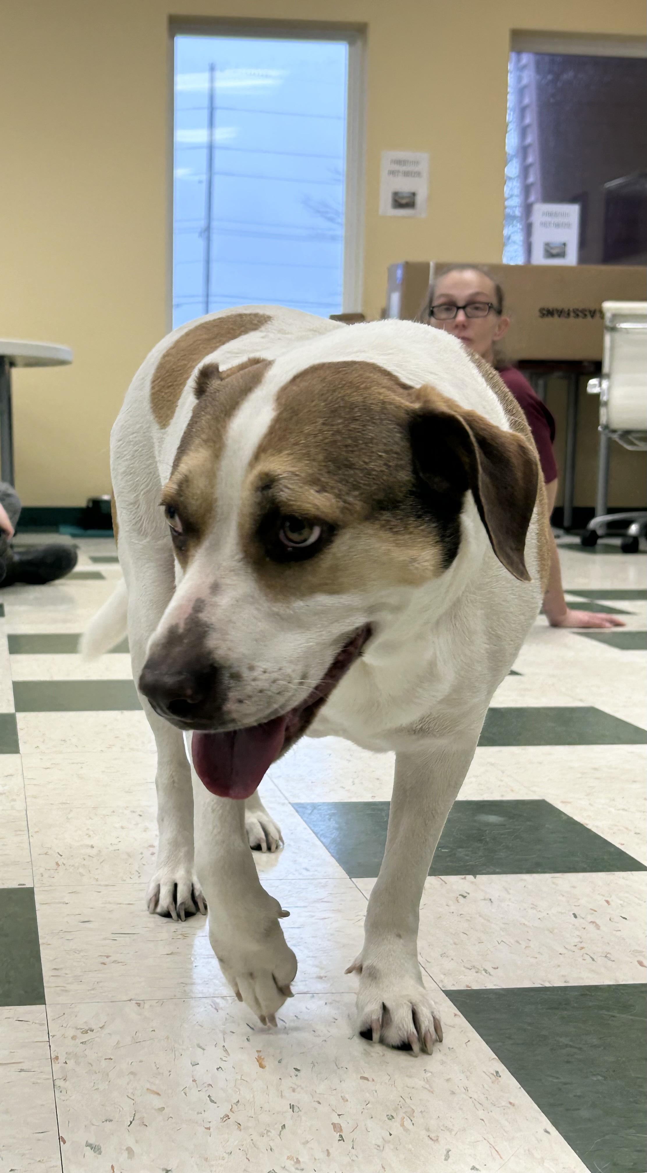 Momma, ADOPTABLE, Adult Female Mixed Breed.