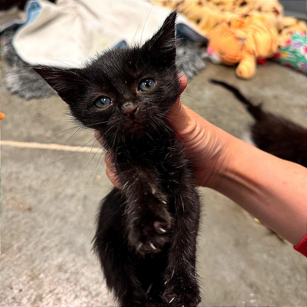Graphite, a Adoptable Domestic Short Hair in Boaz, AL image 1/2