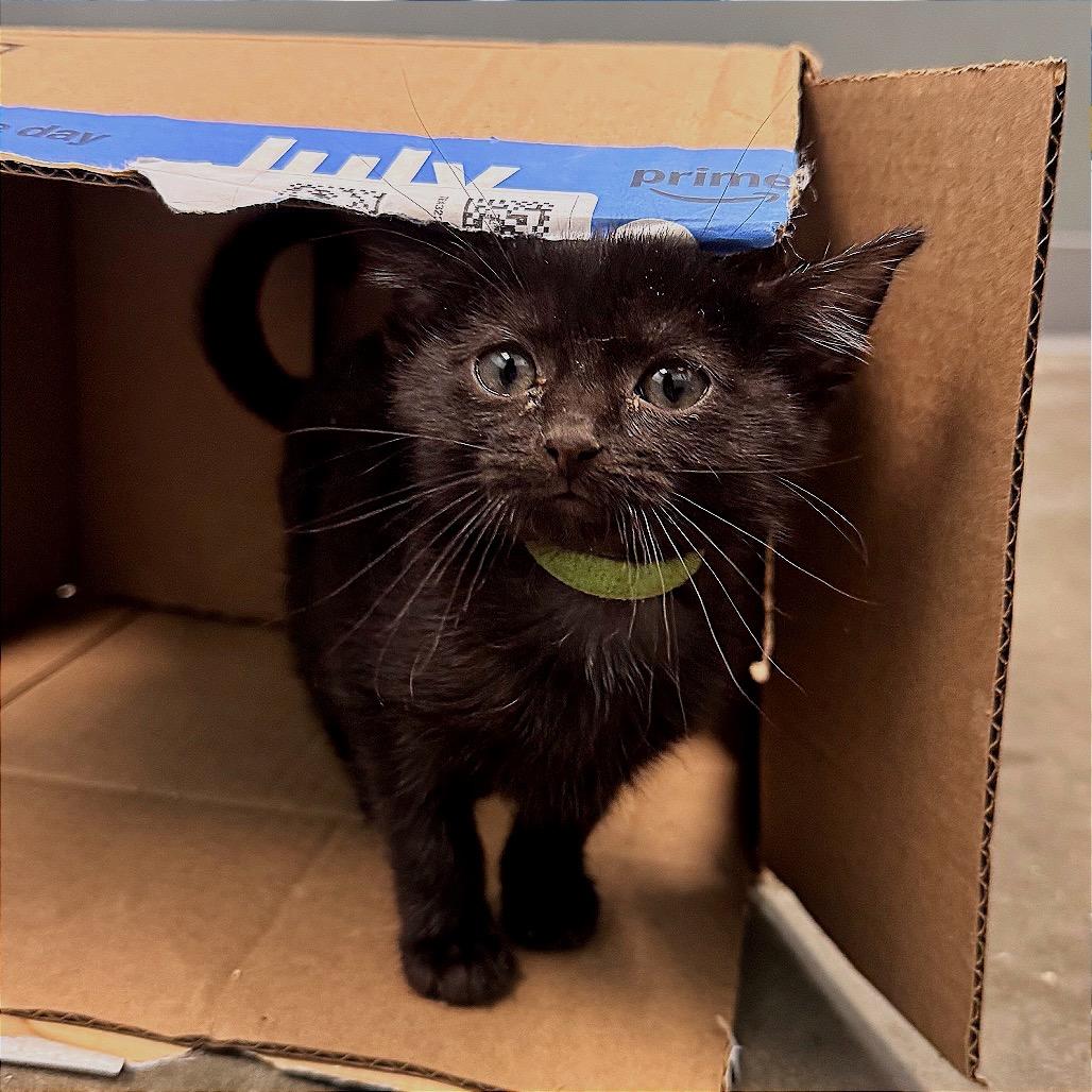 Graphite, a Adoptable Domestic Short Hair in Boaz, AL image 2/2