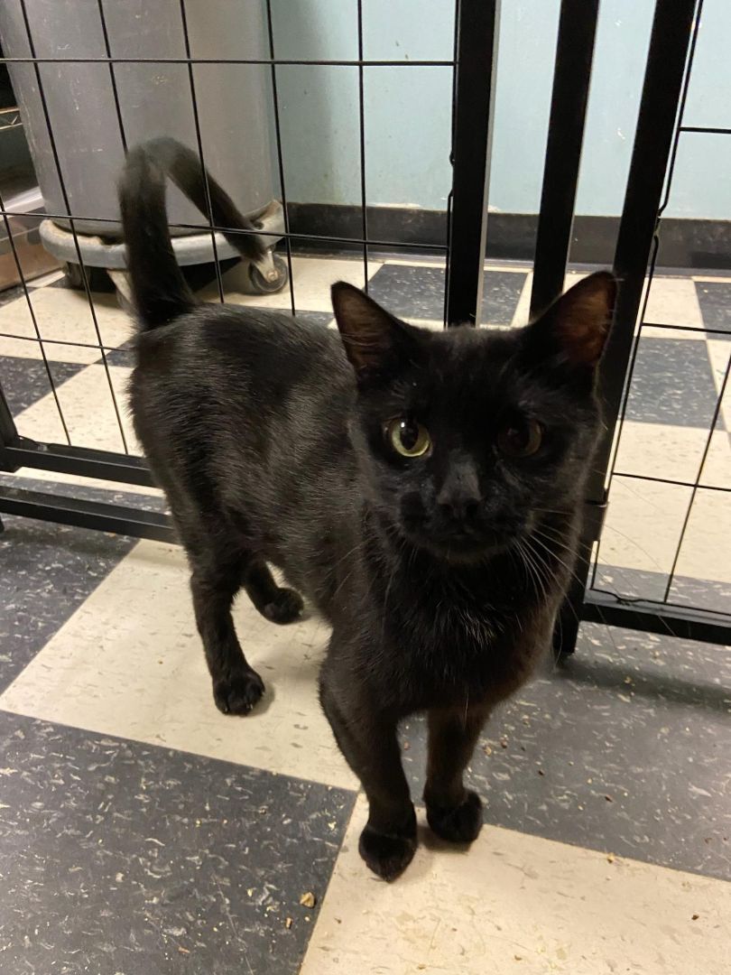 Mable, a Adoptable Domestic Short Hair in Chicago, IL image 1/2