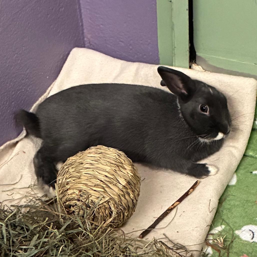 Oreo, Adoptable, Young Male Bunny Rabbit & Bunny Rabbit.