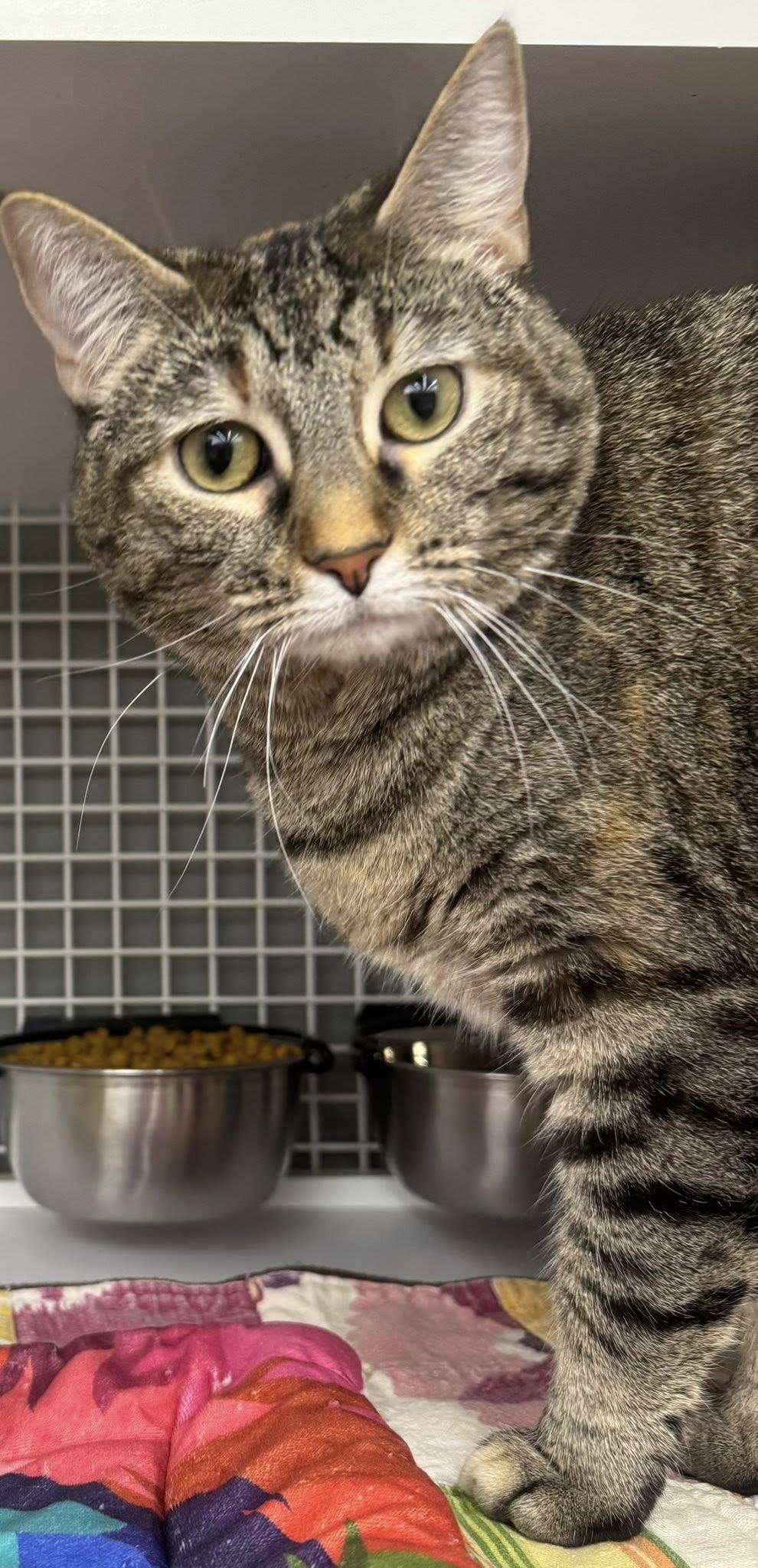 Pancake, Adoptable, Adult Female Domestic Short Hair.