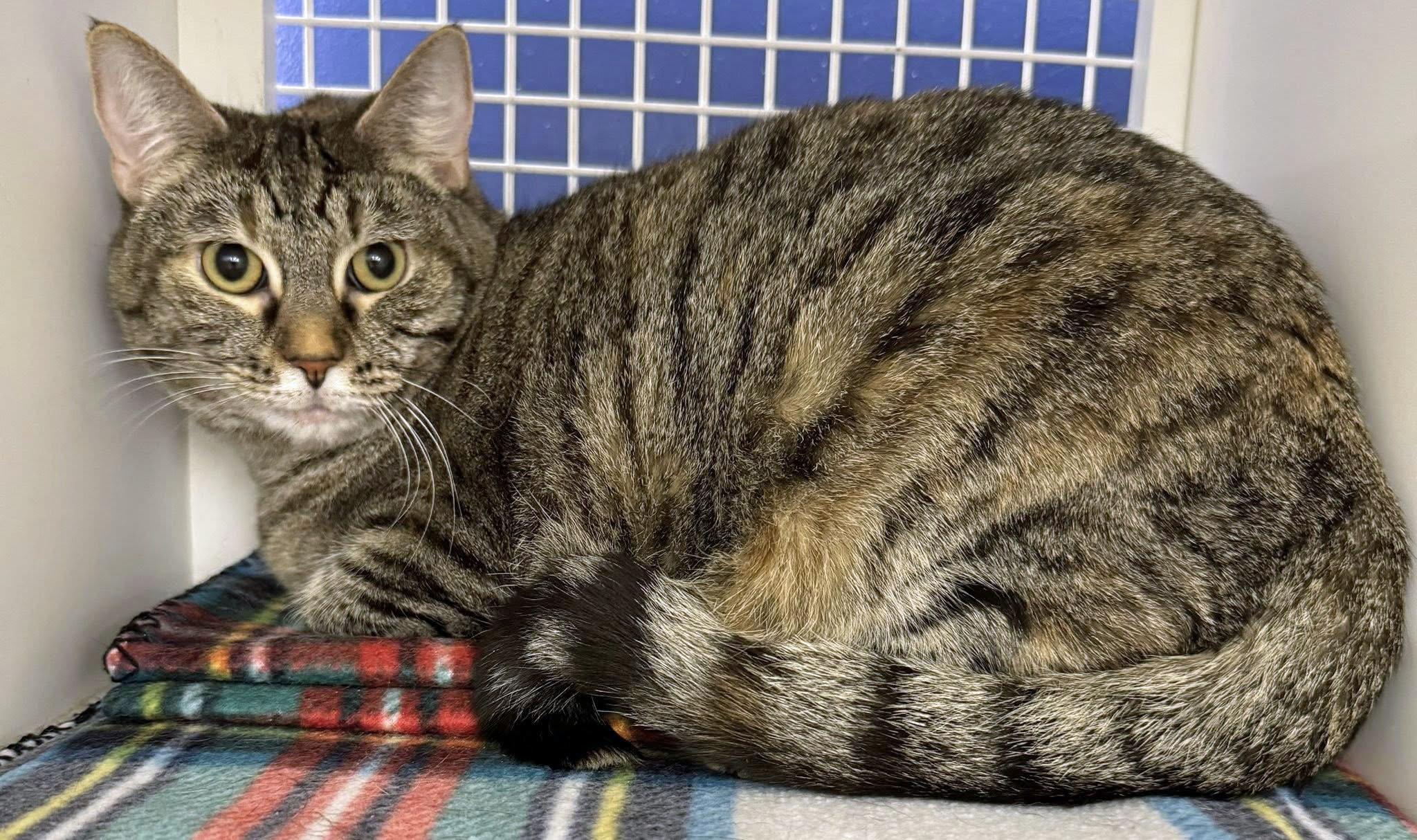 Pancake, a Adoptable Domestic Short Hair in Morgantown, WV image 2/5