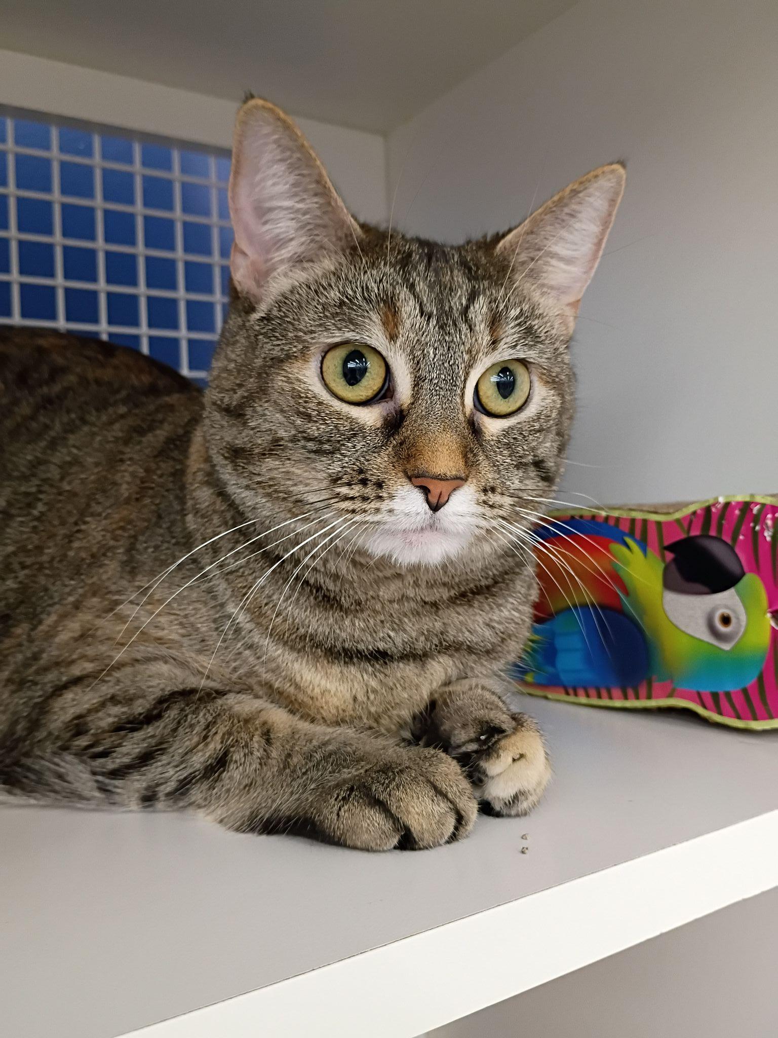 Pancake, a Adoptable Domestic Short Hair in Morgantown, WV image 3/5