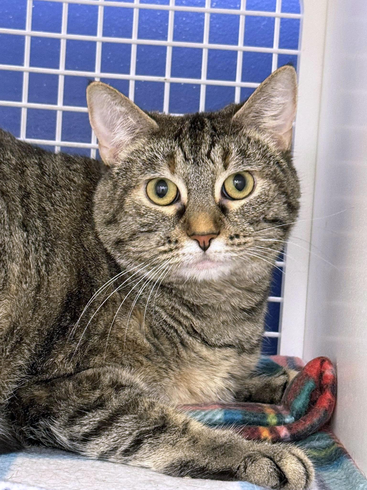 Pancake, a Adoptable Domestic Short Hair in Morgantown, WV image 4/5