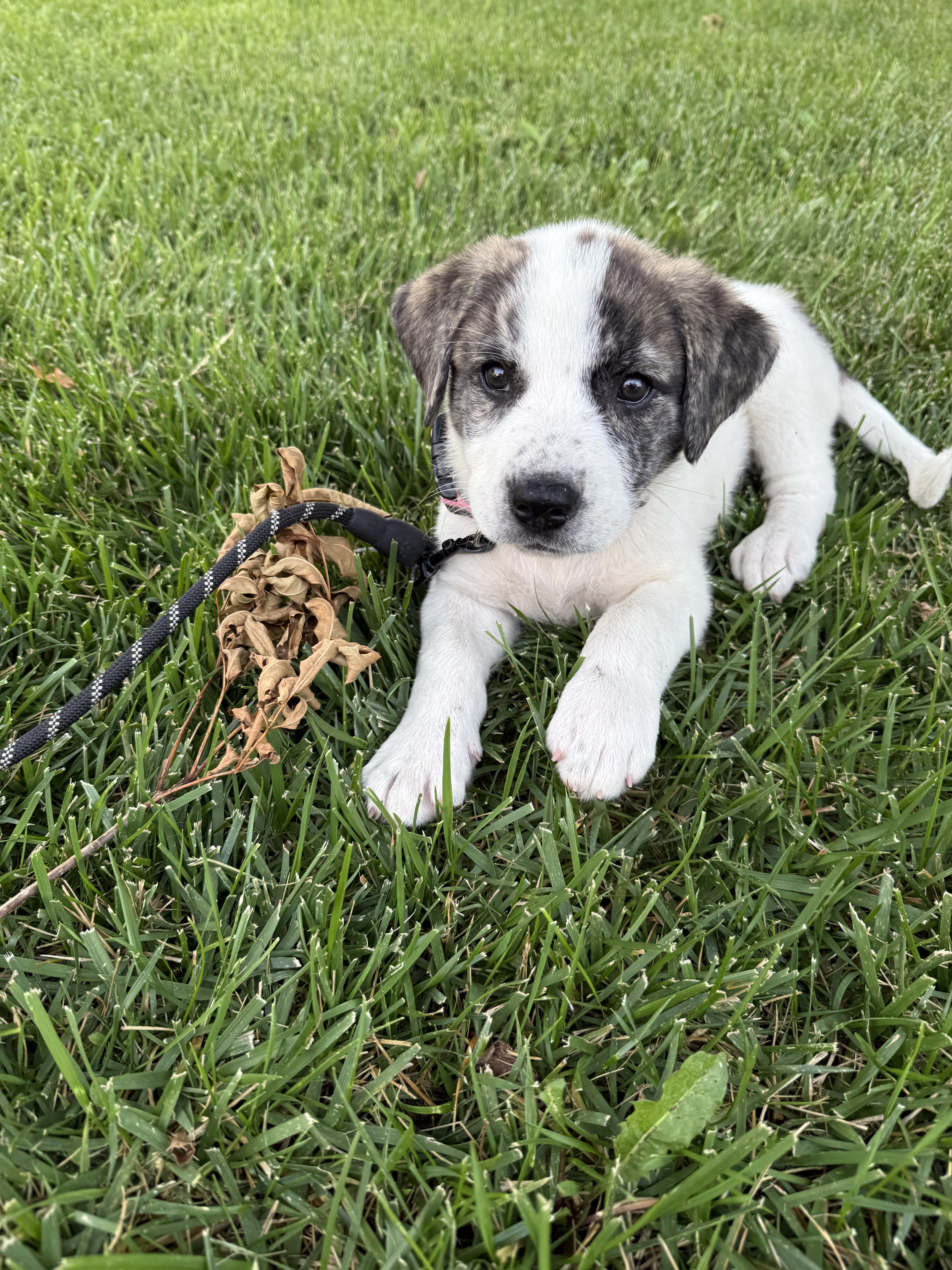 Enlarge Gia, an adopted Mixed Breed in Kansas City, MO image 6/6