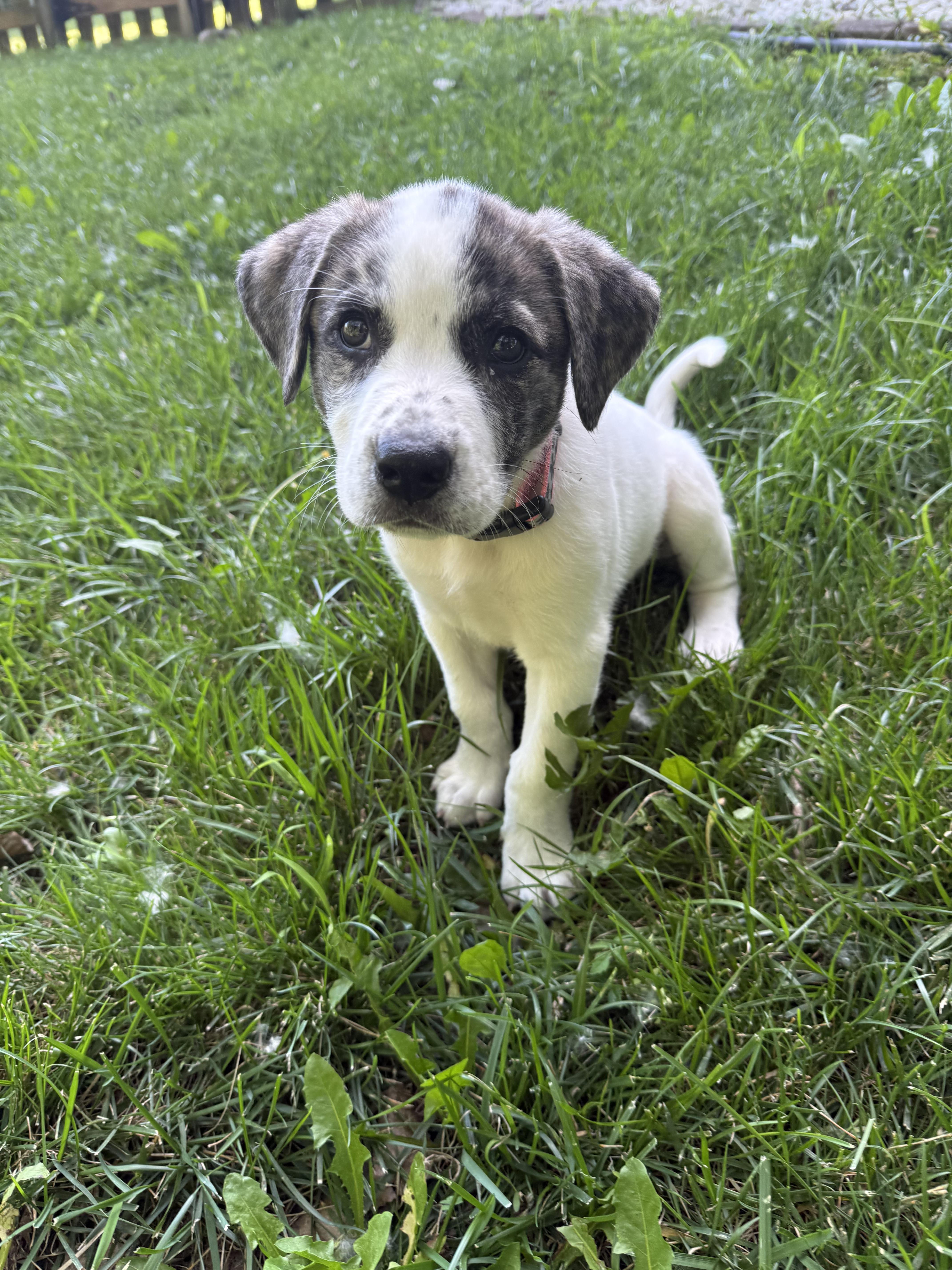 Enlarge Gia, an adopted Mixed Breed in Kansas City, MO image 5/6