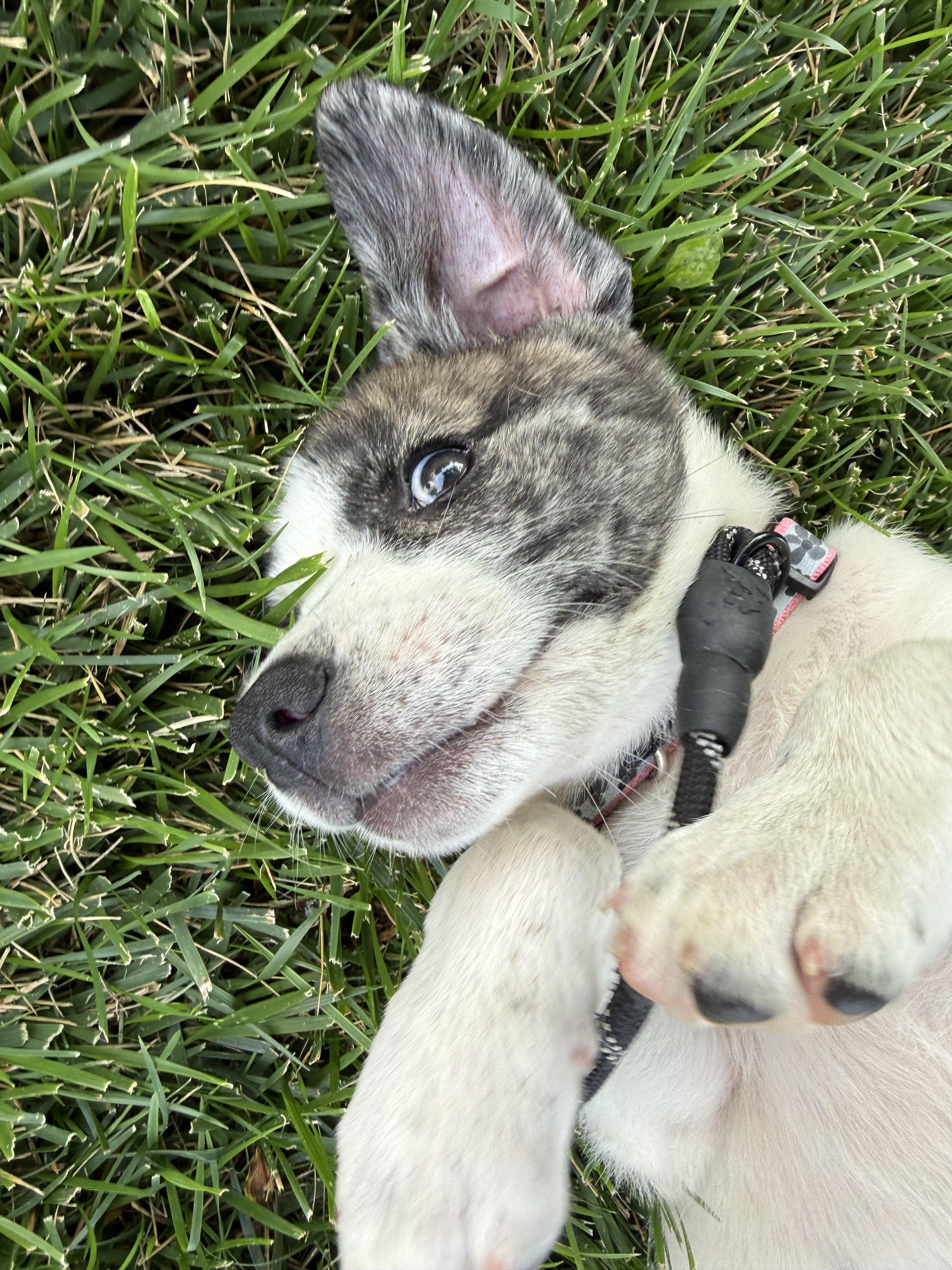 Enlarge Gia, an adopted Mixed Breed in Kansas City, MO image 4/6