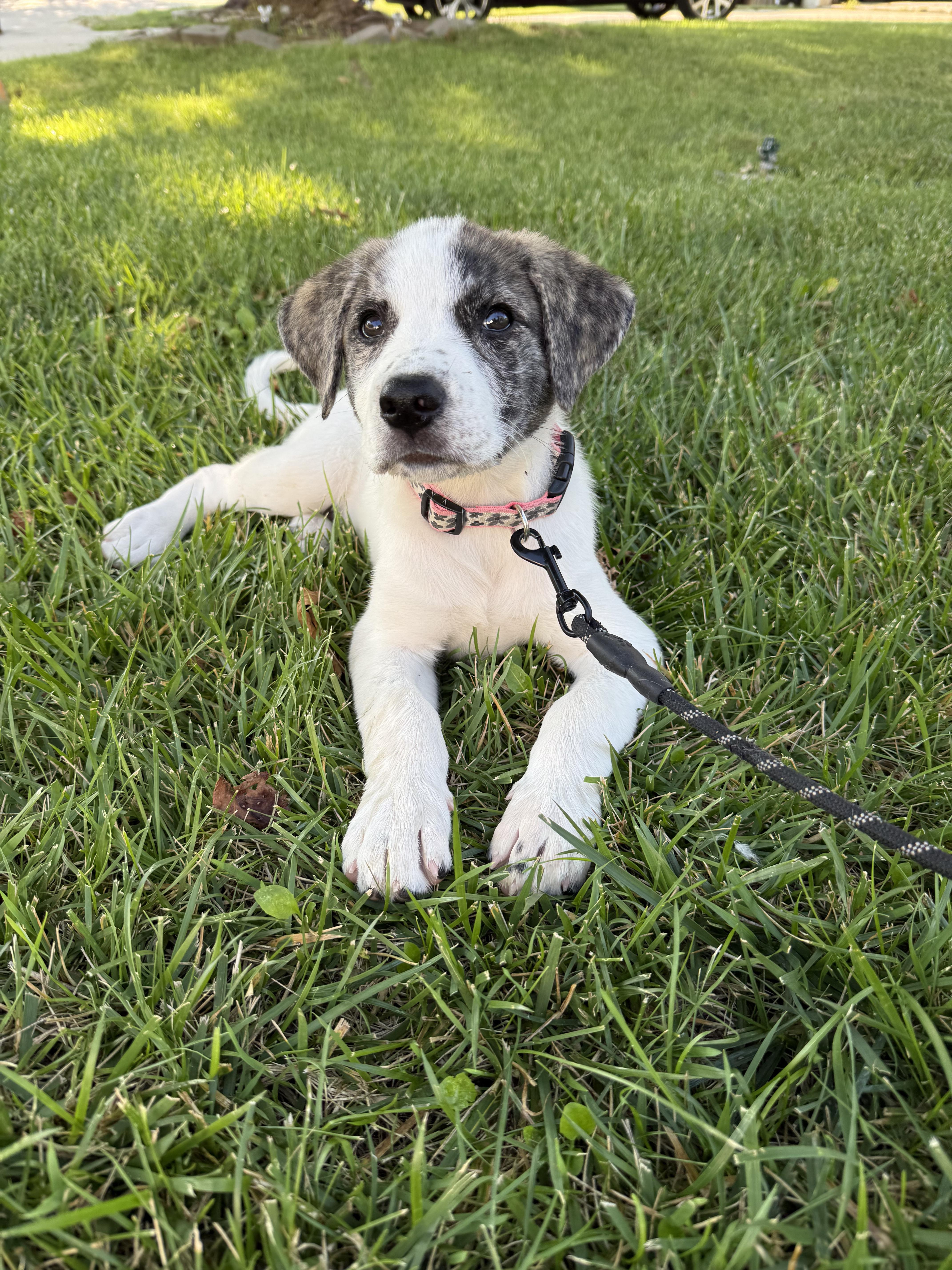 Enlarge Gia, an adopted Mixed Breed in Kansas City, MO image 2/6