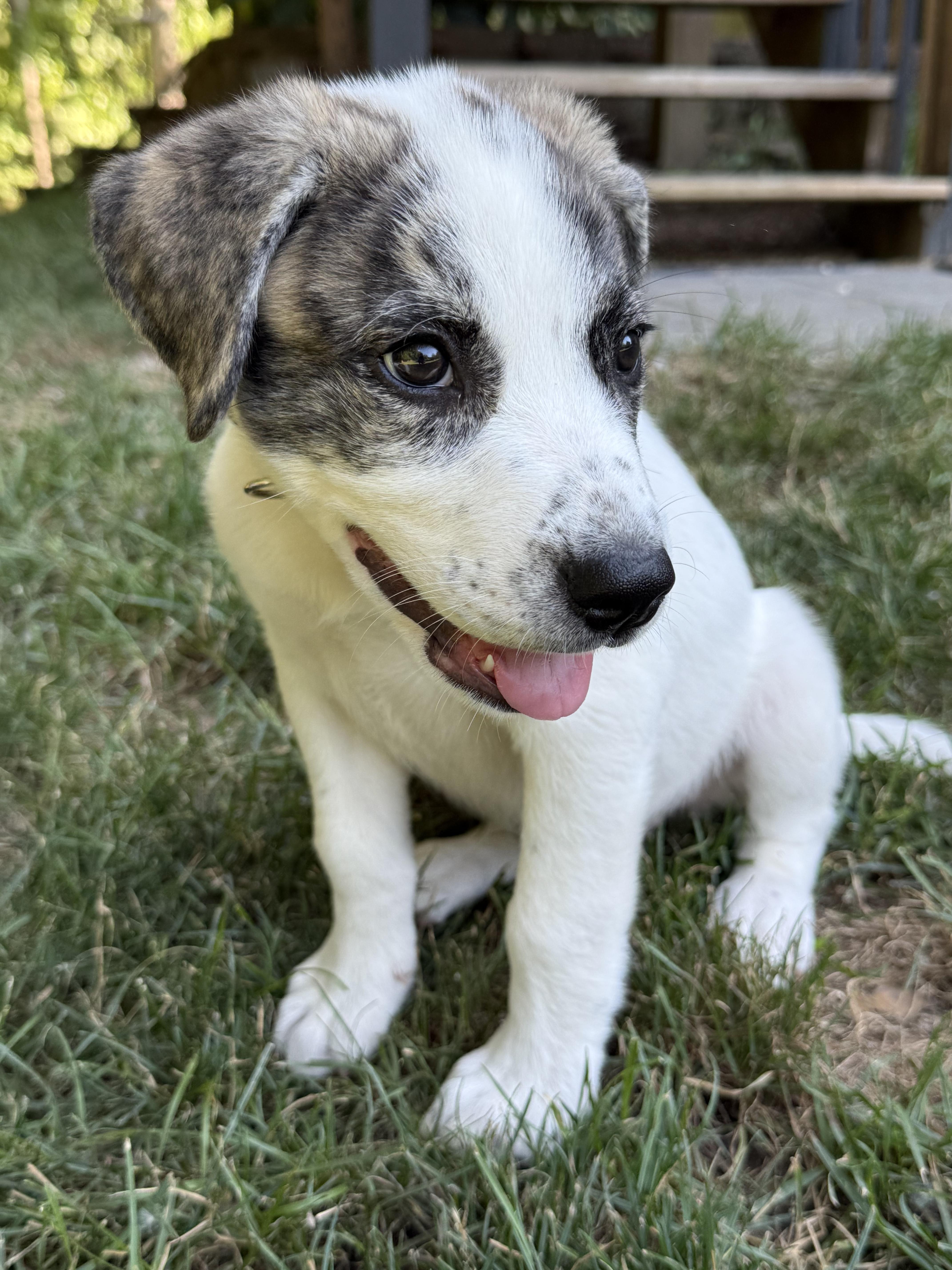 Enlarge Gia, an adopted Mixed Breed in Kansas City, MO image 3/6