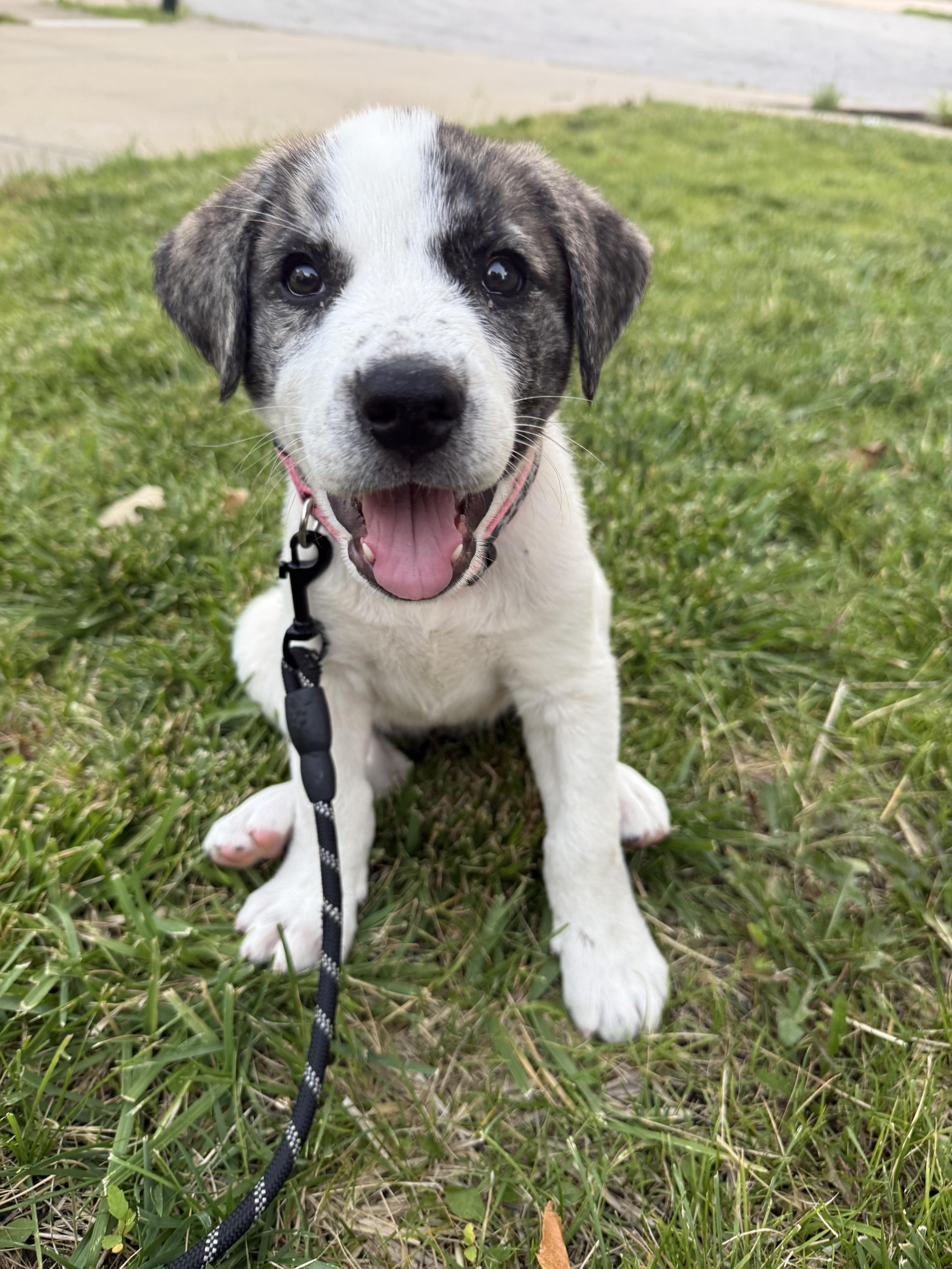 Gia, adopted, Puppy Female Mixed Breed.