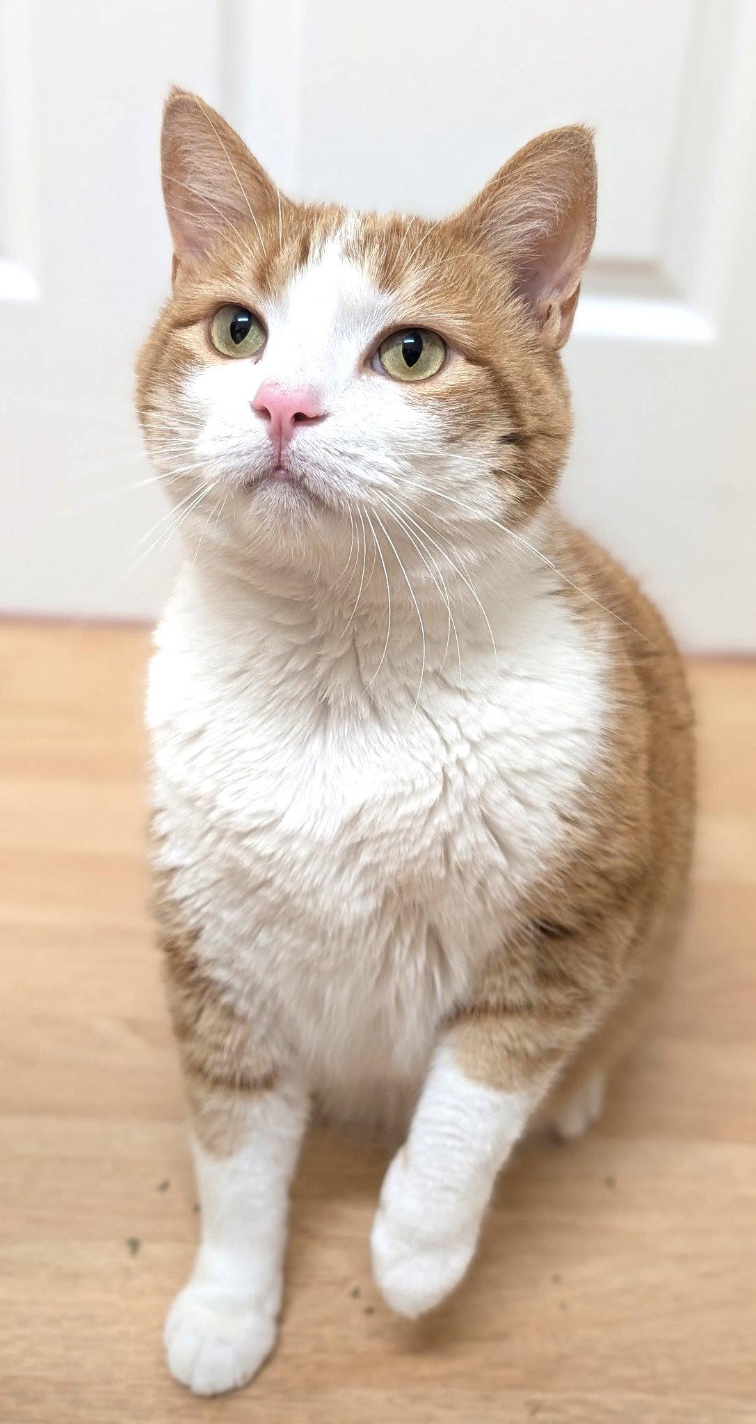 Enlarge Creamsicle, a Adoptable Domestic Short Hair in Leesburg, VA image 1/3