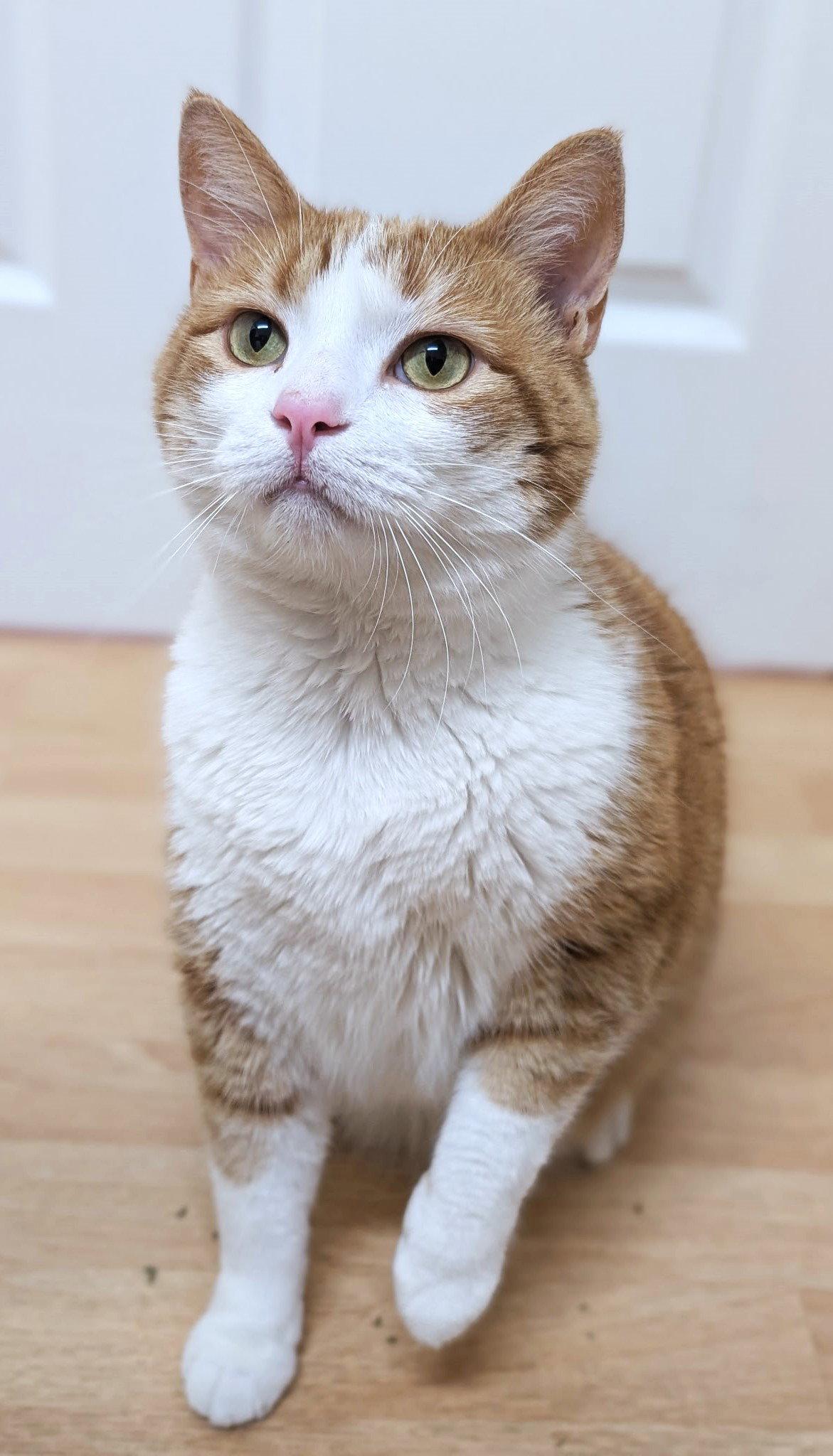 Enlarge Creamsicle, a Adoptable Domestic Short Hair in Leesburg, VA image 2/3