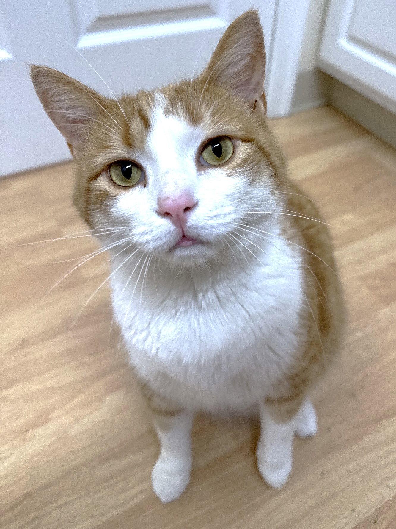 Enlarge Creamsicle, a Adoptable Domestic Short Hair in Leesburg, VA image 3/3