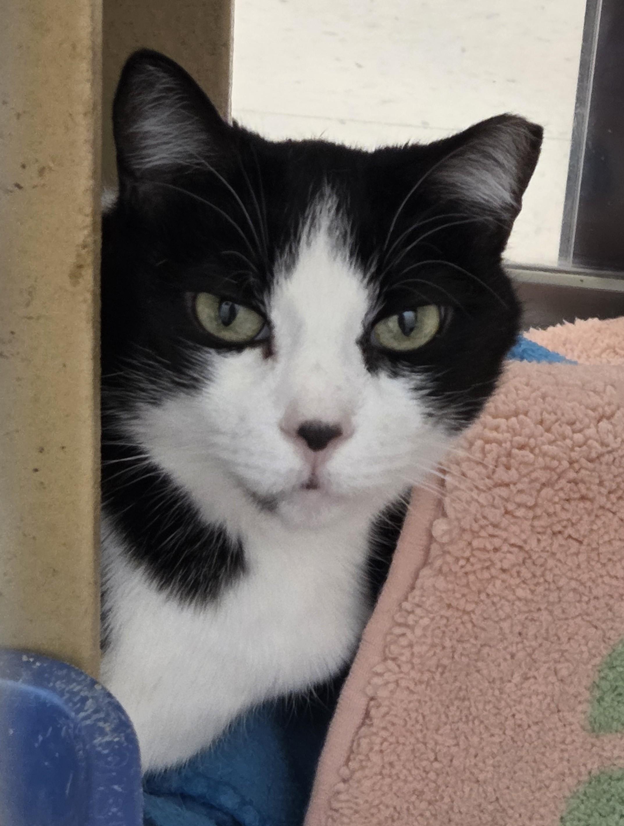 Libby, adopted, Adult Female Domestic Short Hair.