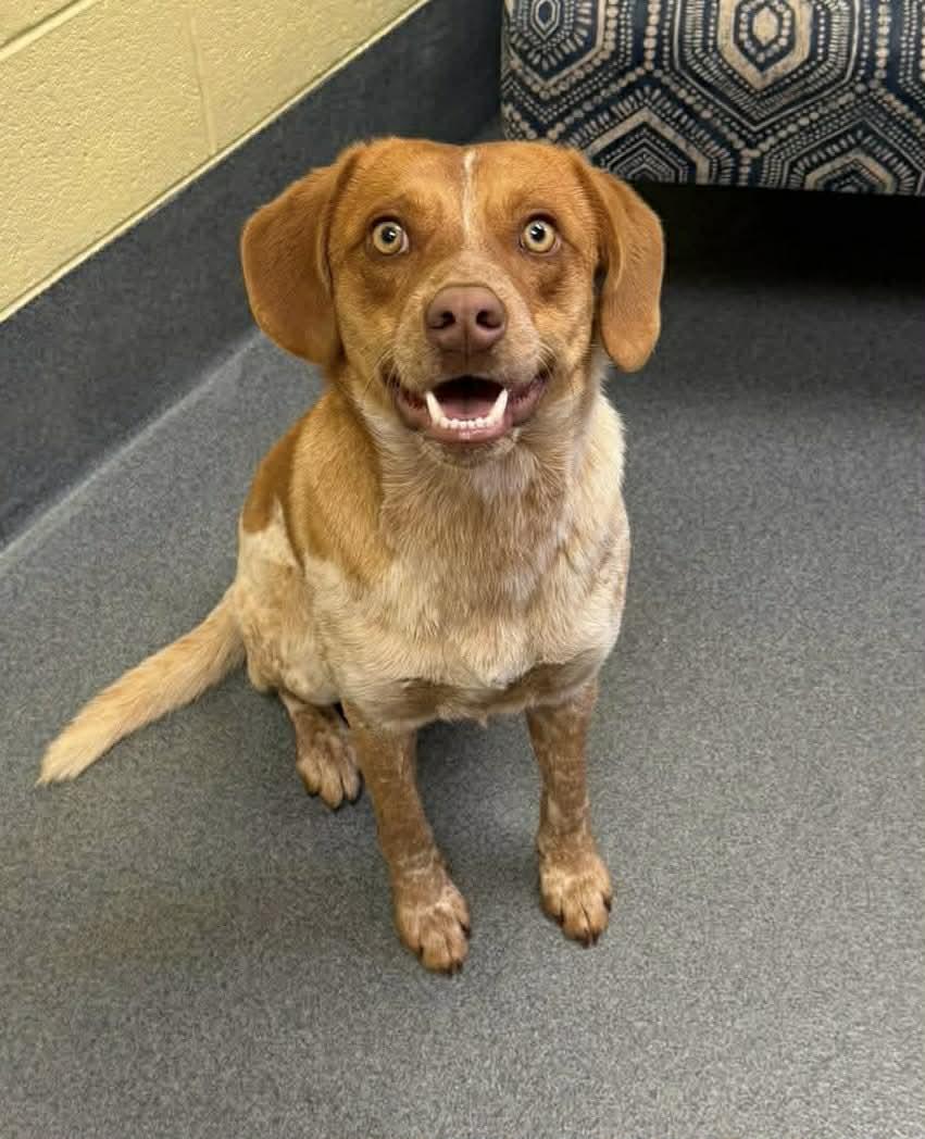 Enlarge Ranger , a ADOPTABLE mixed breed in Succasunna, NJ image 2/2