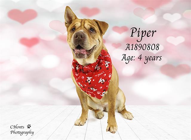 PIPER — thumbnail 2