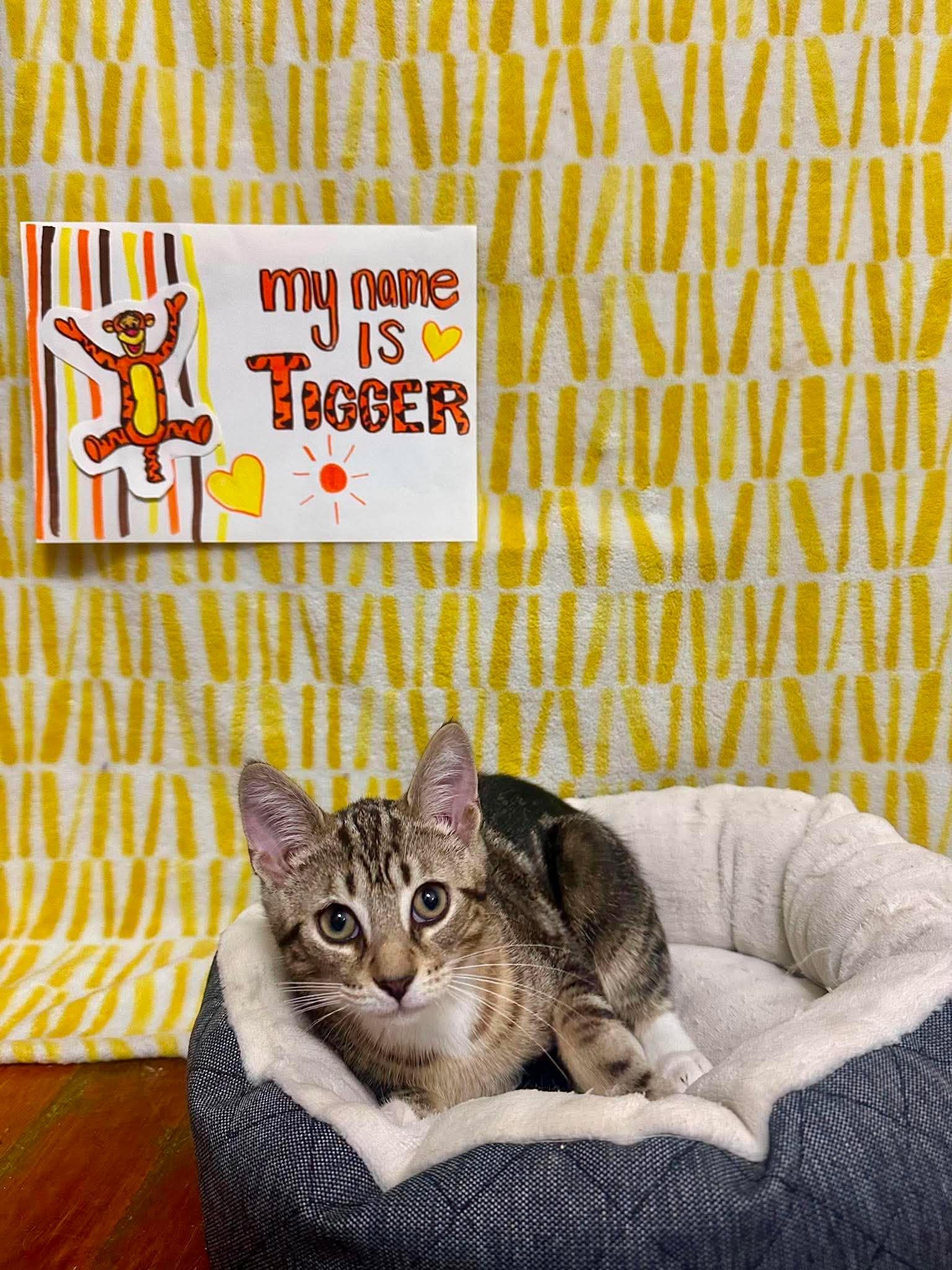 TIGGER 2, a Adoptable Domestic Short Hair in Tillsonburg, ON image 3/6