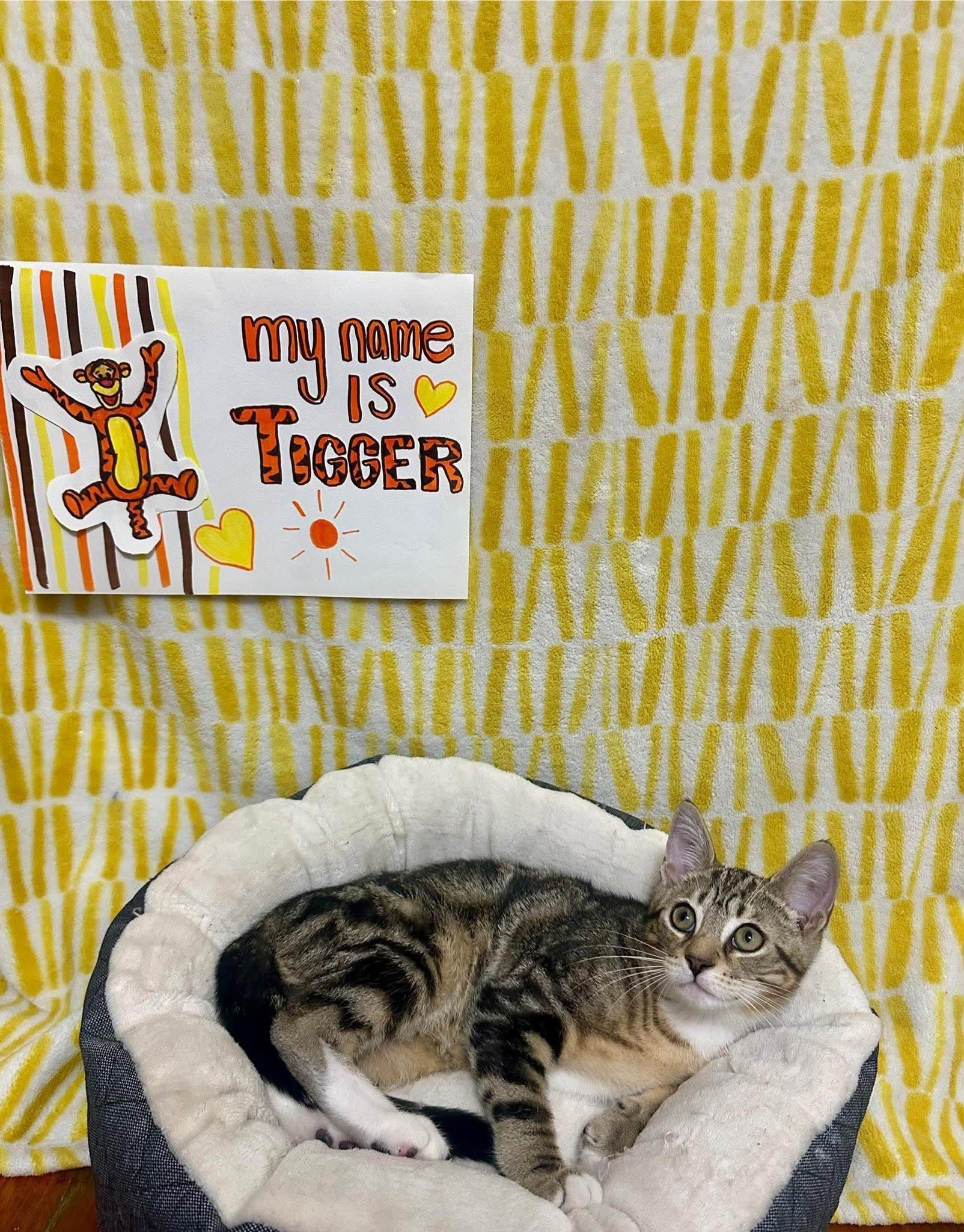 TIGGER 2, a Adoptable Domestic Short Hair in Tillsonburg, ON image 1/6