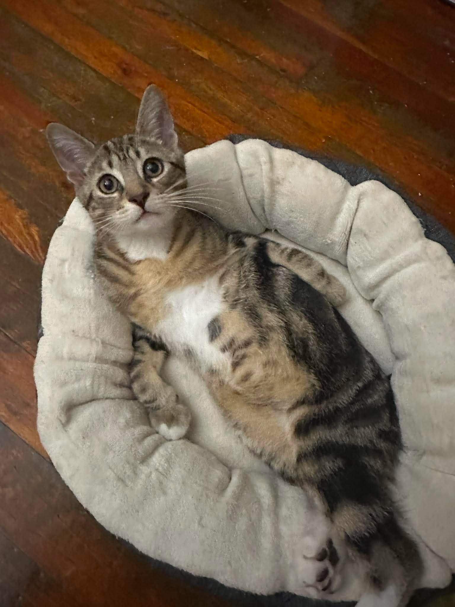 TIGGER 2, a Adoptable Domestic Short Hair in Tillsonburg, ON image 2/6