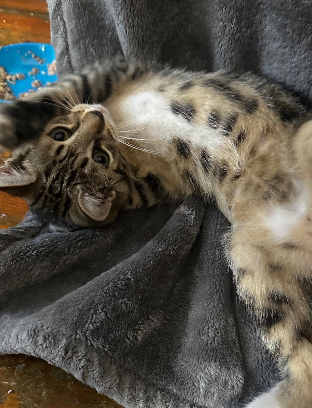 TIGGER 2, a Adoptable Domestic Short Hair in Tillsonburg, ON image 4/6