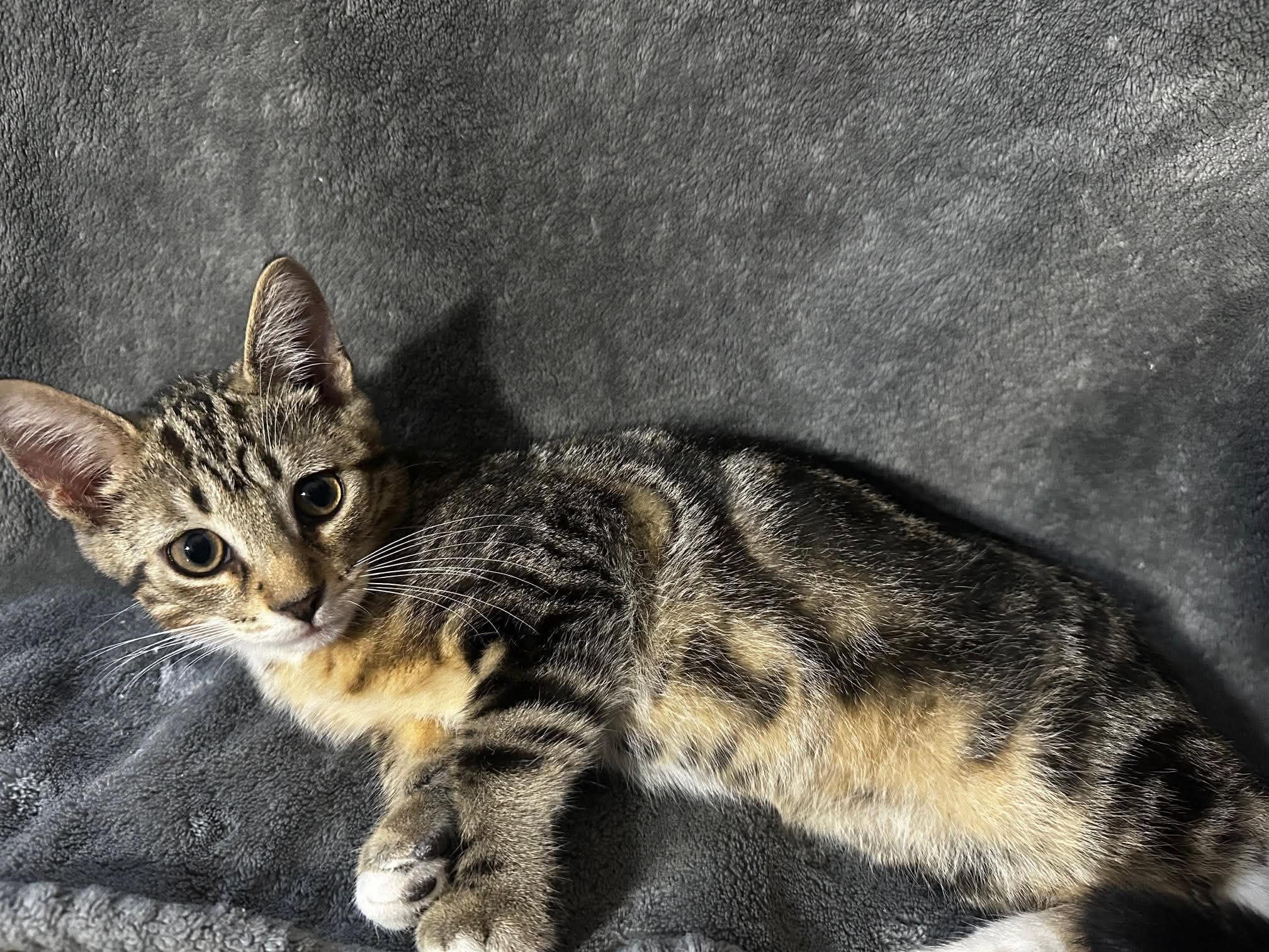TIGGER 2, a Adoptable Domestic Short Hair in Tillsonburg, ON image 6/6