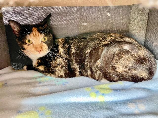 Tinsley, Young Female Domestic Short Hair