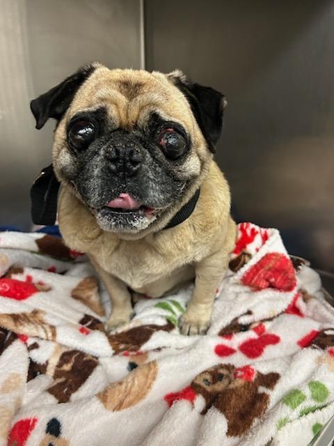 New pug 2, a Adoptable Pug in Bryan, TX image 1/2