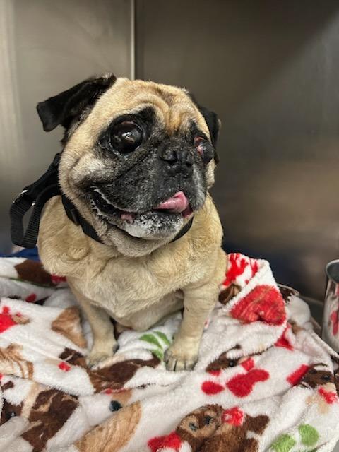 New pug 2, a Adoptable Pug in Bryan, TX image 2/2