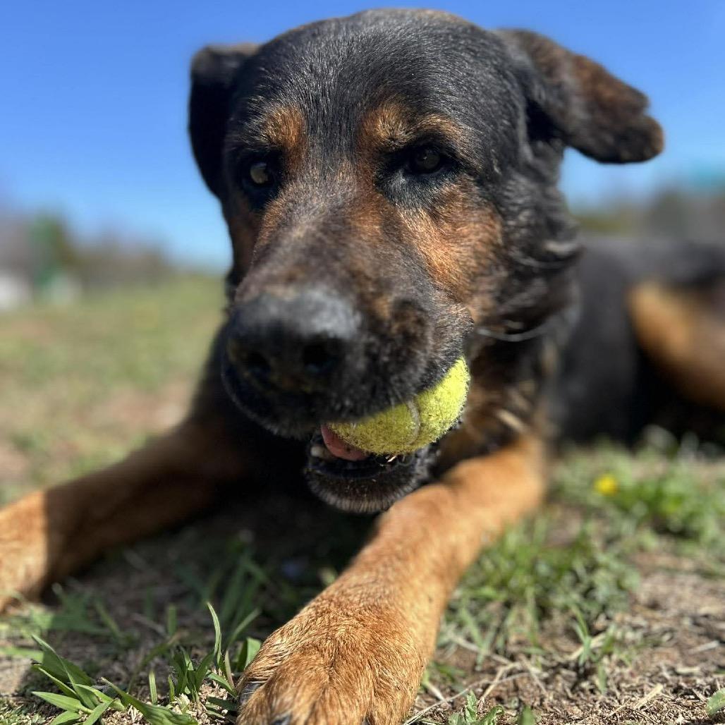 Enlarge Ezekiel, a Adoptable Mixed Breed in Pauls Valley, OK image 1/6