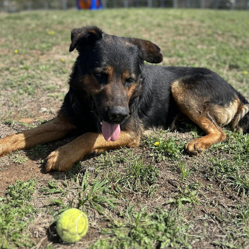 Enlarge Ezekiel, a Adoptable Mixed Breed in Pauls Valley, OK image 3/6
