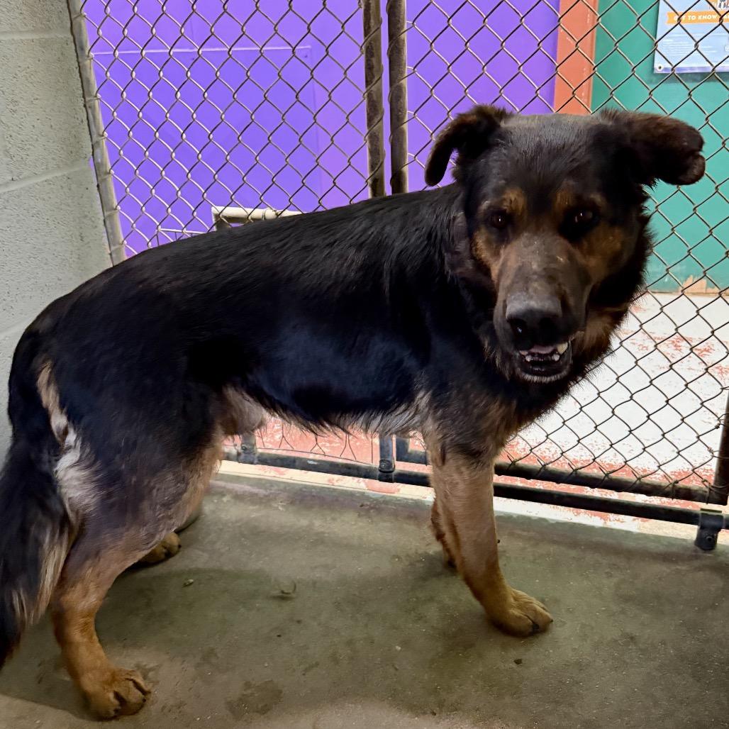 Enlarge Ezekiel, a Adoptable Mixed Breed in Pauls Valley, OK image 4/6